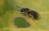 Lasioglossum sp.